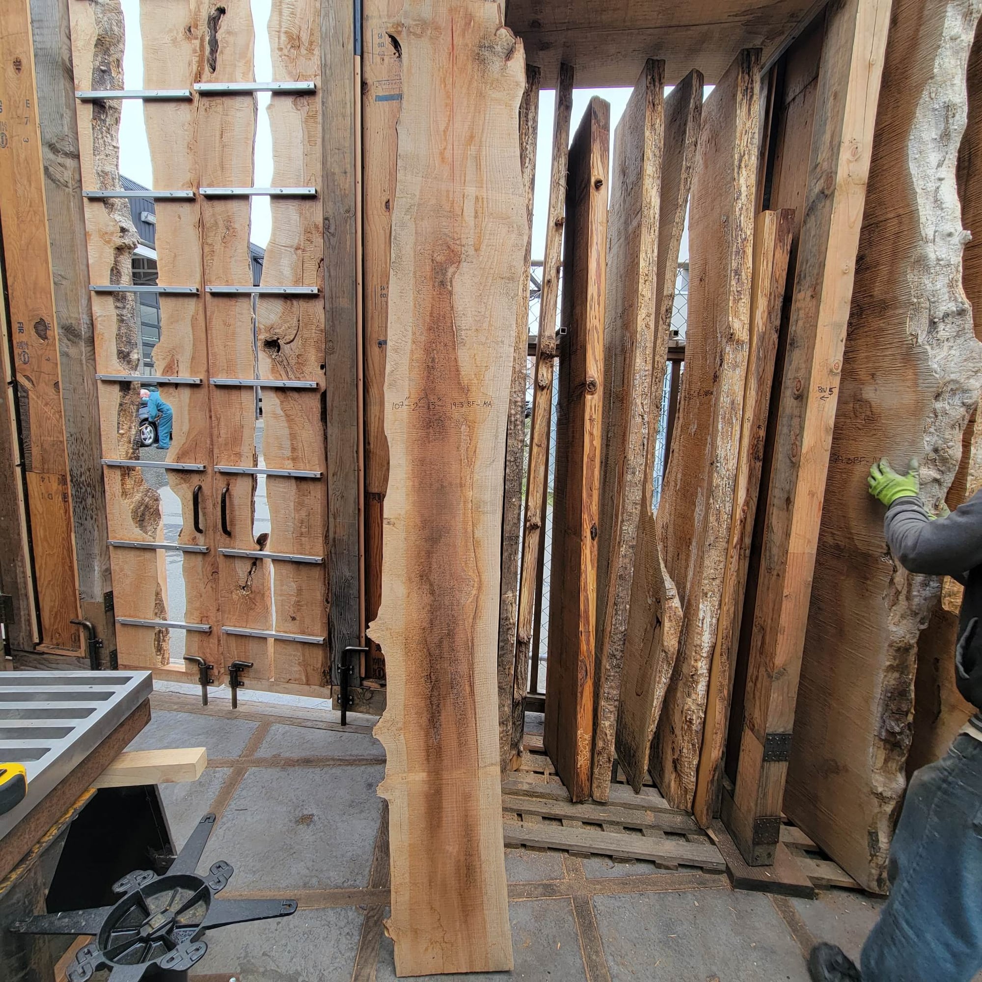 Big Leaf Maple
